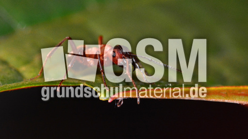 Rote Waldameise (1).jpg